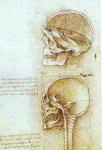 Two Views of the Skull.