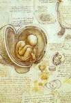 The Foetus in the Womb.