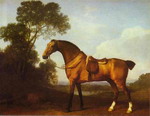 A Saddled Bay Hunter.