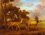 Red Deer Stag and Hind.