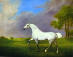 A Grey Horse.