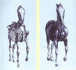 Engravings from The Anatomy of the Horse.